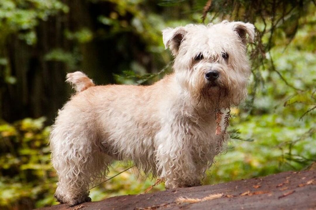 #28. Glen of Imaal terrier
